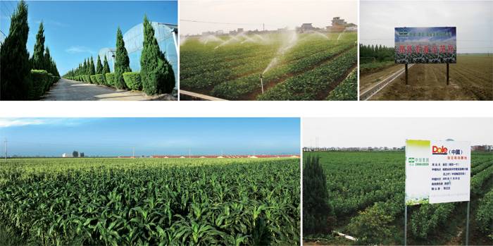 undefined sdl1-17124331239.jpg